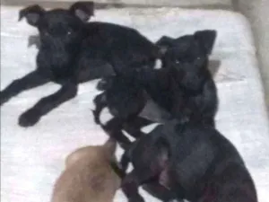 Cachorro raça Poldoo com viralata idade 2 a 6 meses nome Sem nome 