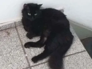 Gato raça Angorá  idade 2 anos nome Nix