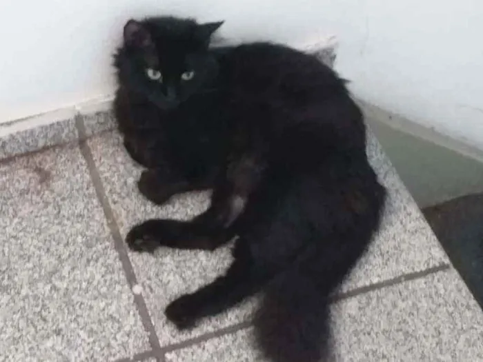 Gato ra a Angorá  idade 2 anos nome Nix