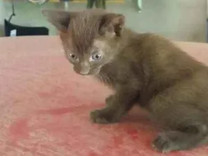 Gato raça  idade 2 a 6 meses nome Caramelo