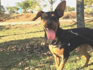 Cachorro raça Pincher idade 7 a 11 meses nome Simba