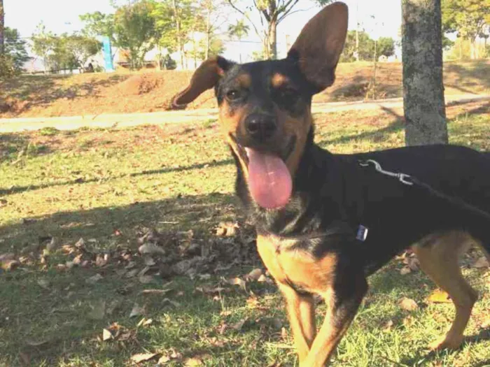 Cachorro ra a Pincher idade 7 a 11 meses nome Simba