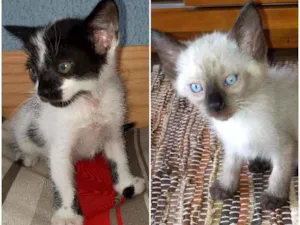 Gato raça PCB idade Abaixo de 2 meses nome Baunilha e Floquinho