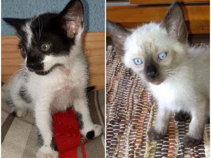 Gato ra a PCB idade Abaixo de 2 meses nome Baunilha e Floquinho