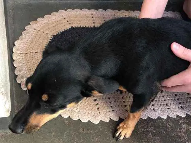 Cachorro ra a Vira lata idade 7 a 11 meses nome Valentina