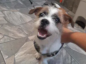 Cachorro raça Shitzu  idade 7 a 11 meses nome Simba