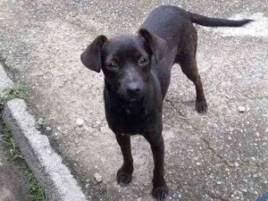 Cachorro raça Vira lata idade 7 a 11 meses nome Sem nome 