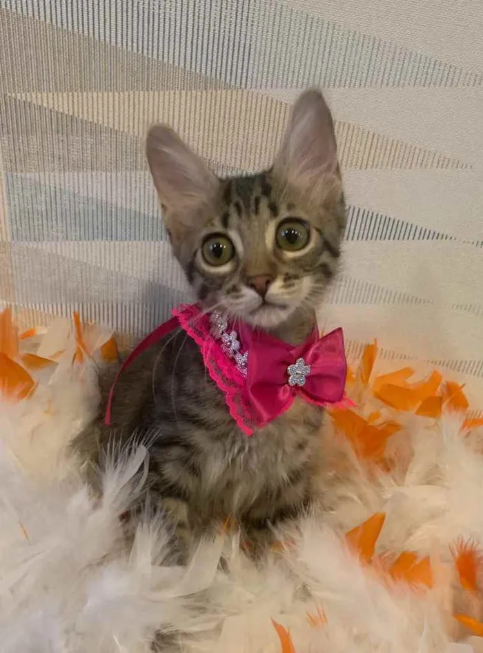 Gato ra a SRD idade 2 a 6 meses nome MARIA BONITA 
