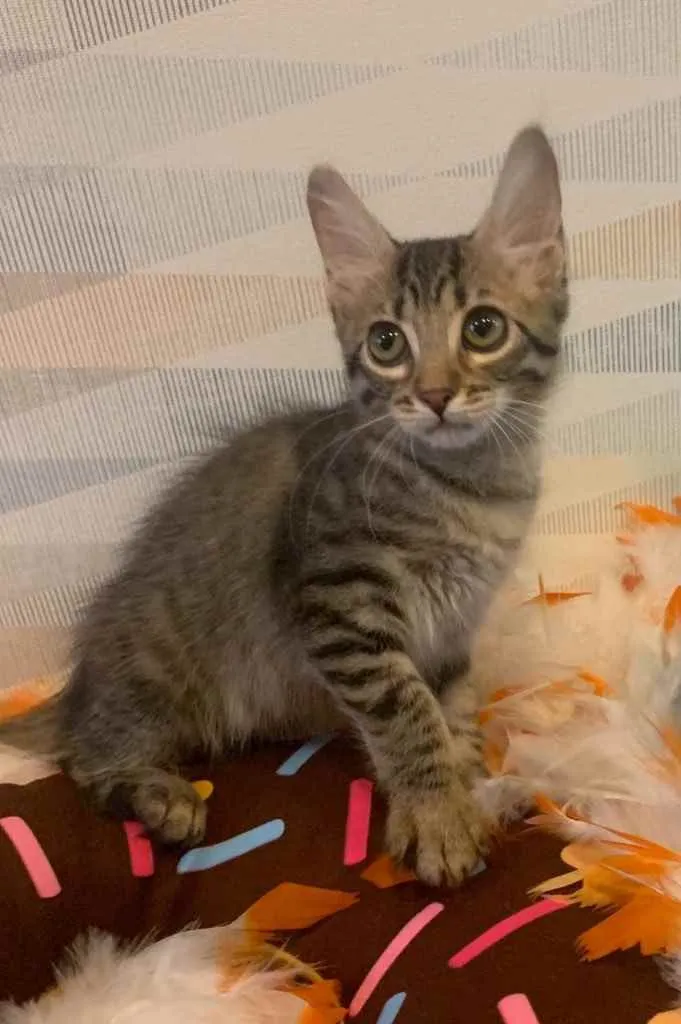Gato ra a SRD idade 2 a 6 meses nome MARIA BONITA 
