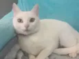 KIKI