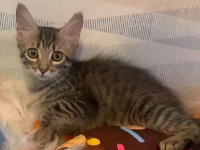 Gato ra a SRD idade 2 a 6 meses nome MARIA BONITA 