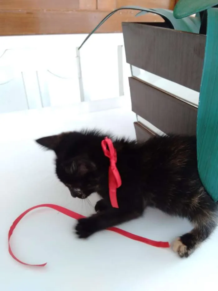 Gato raça SRD-ViraLata idade Abaixo de 2 meses nome sem nome