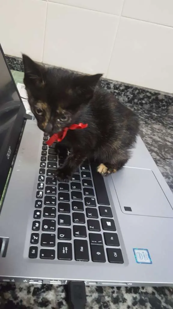 Gato raça SRD-ViraLata idade Abaixo de 2 meses nome sem nome