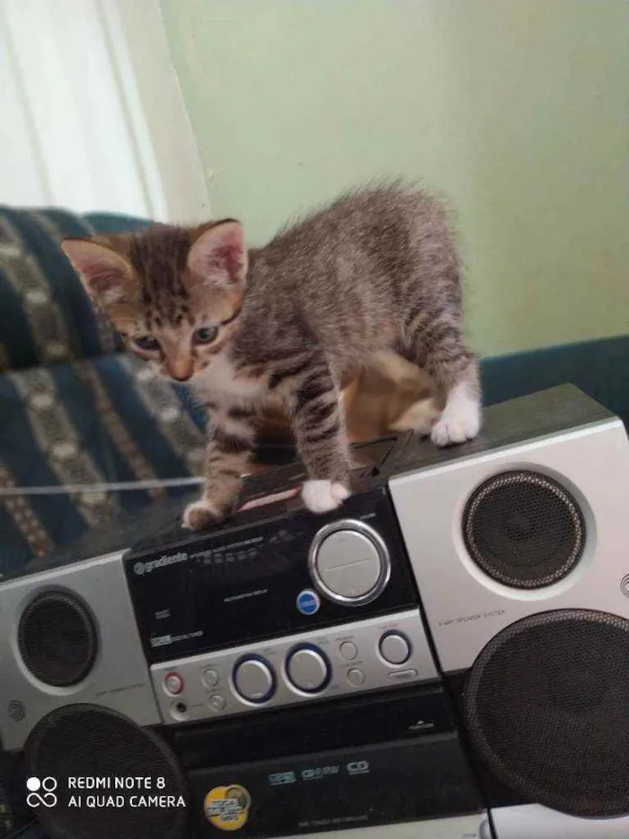 Gato ra a  idade Abaixo de 2 meses nome Sem nome