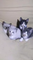 Fofuras