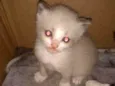 Fofuras