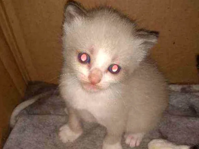 Gato ra a Sdr idade Abaixo de 2 meses nome Fofuras
