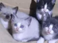 Fofuras