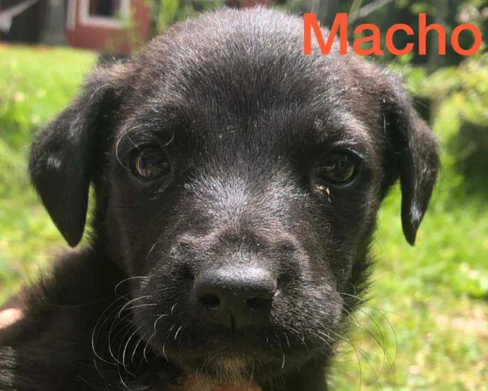 Cachorro ra a  idade Abaixo de 2 meses nome Filhotes 