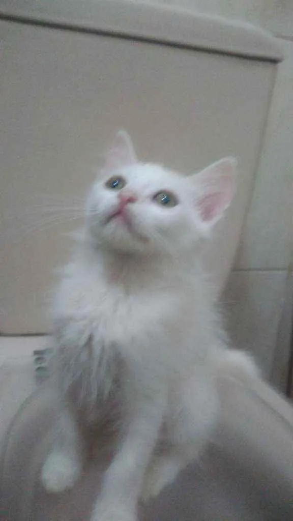 Gato ra a Srd idade Abaixo de 2 meses nome Bbs gatinhos 