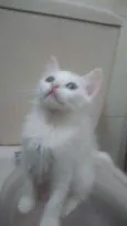 Bbs gatinhos
