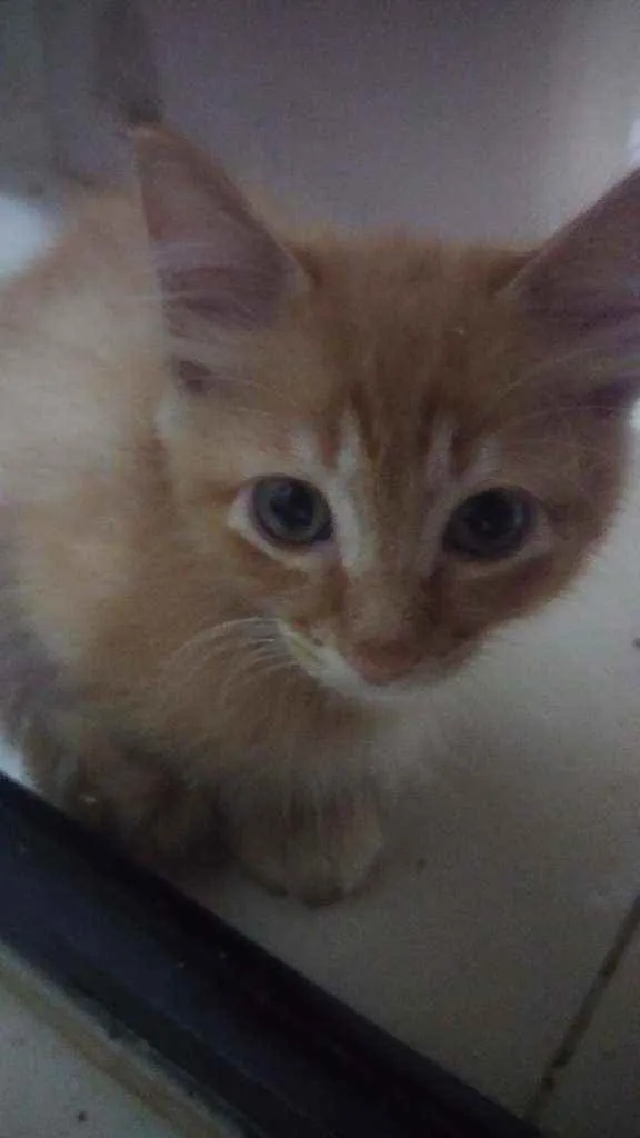 Gato ra a Srd idade Abaixo de 2 meses nome Bbs gatinhos 