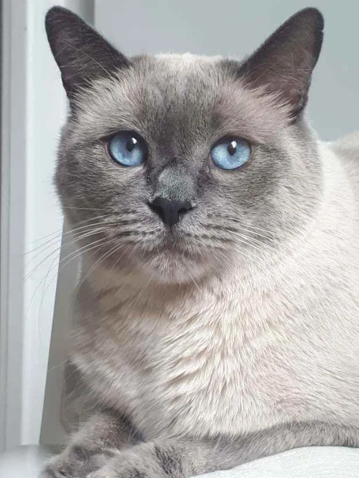 Gato ra a S/Raça  idade 6 ou mais anos nome Luigi 