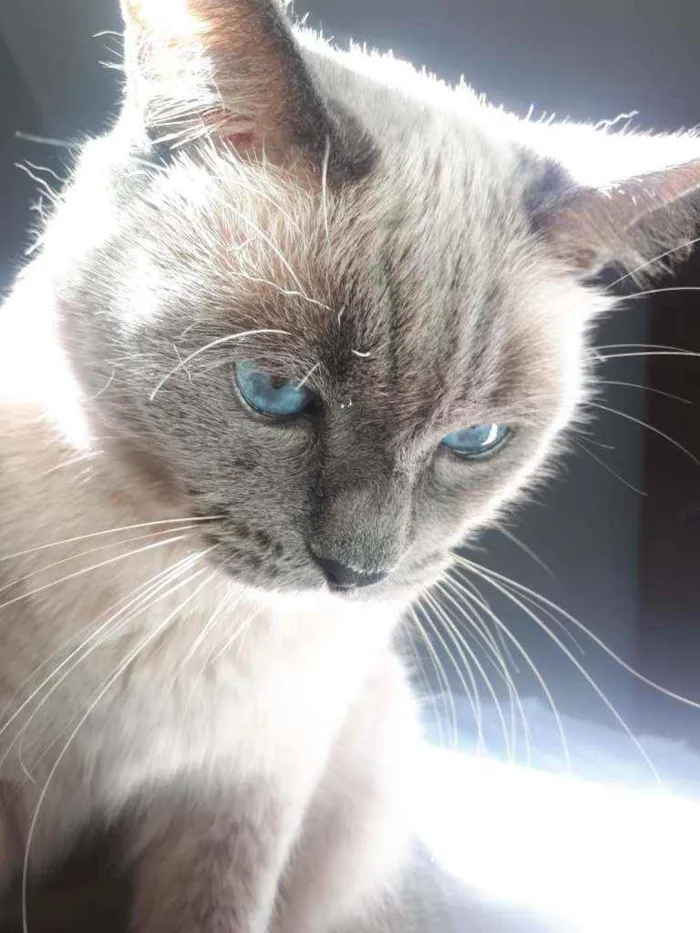 Gato ra a S/Raça  idade 6 ou mais anos nome Luigi 