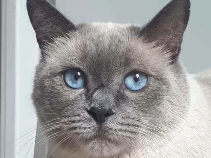 Gato ra a S/Raça  idade 6 ou mais anos nome Luigi 