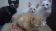 Bbs gatinhos