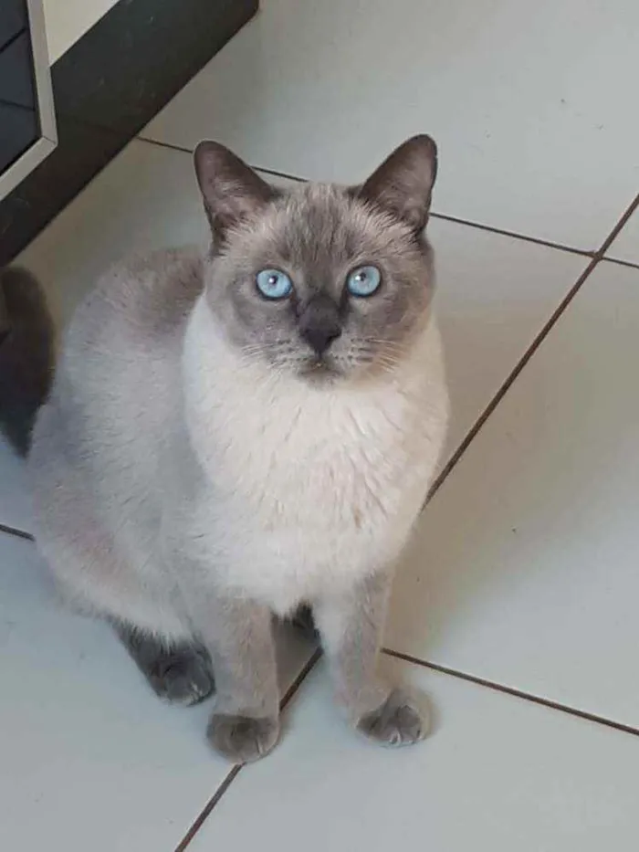 Gato ra a S/Raça  idade 6 ou mais anos nome Luigi 