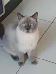 Luigi