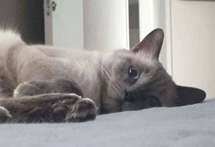 Gato ra a S/Raça  idade 6 ou mais anos nome Luigi 