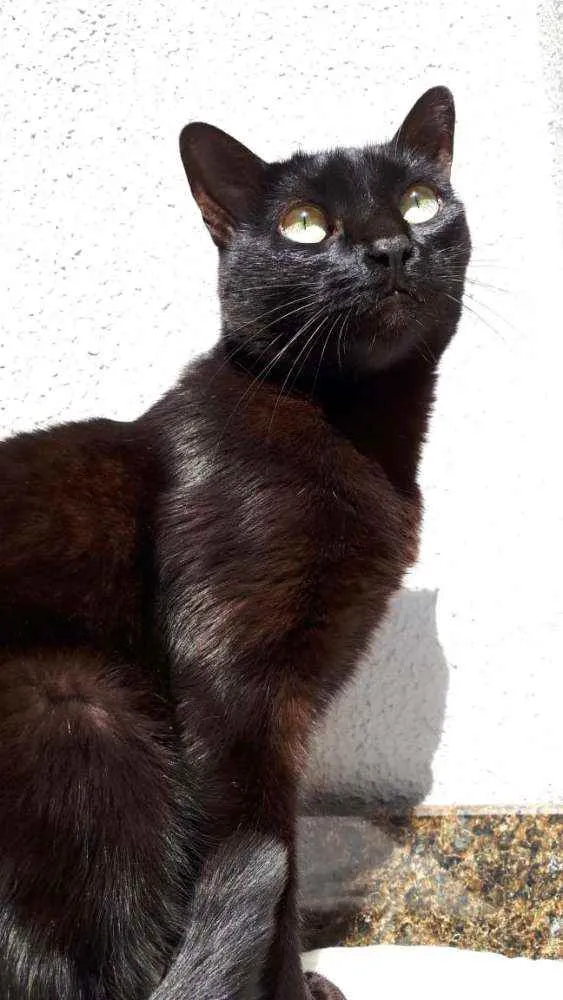 Gato ra a S/Raça  idade 6 ou mais anos nome Pitty