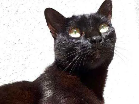 Gato ra a S/Raça  idade 6 ou mais anos nome Pitty