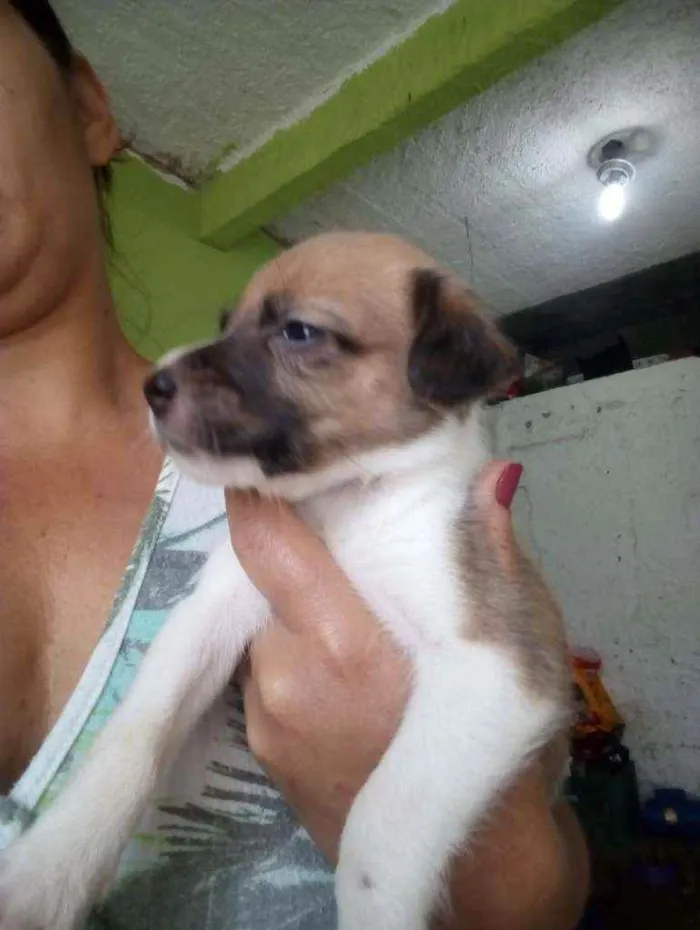 Cachorro ra a Vira lata  idade 2 a 6 meses nome Sem nome 