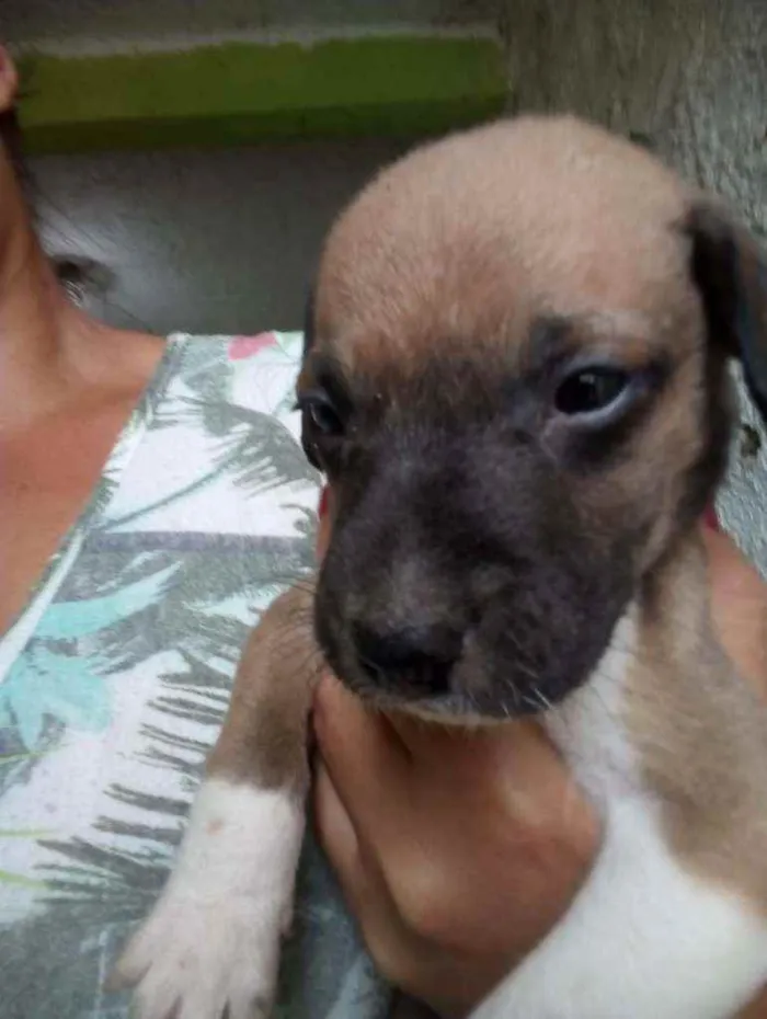 Cachorro ra a Vira lata  idade 2 a 6 meses nome Sem nome 