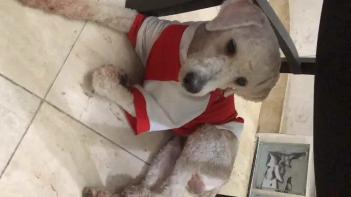 Cachorro ra a Poodle  idade 1 ano nome Billy
