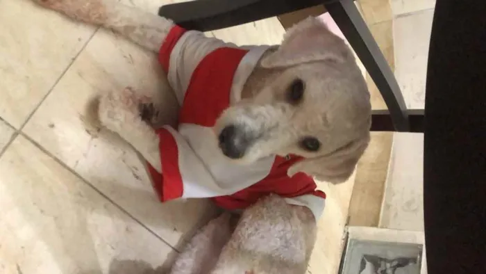 Cachorro ra a Poodle  idade 1 ano nome Billy