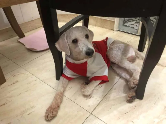 Cachorro ra a Poodle  idade 1 ano nome Billy