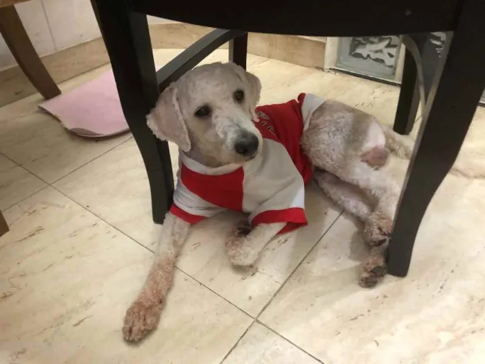 Cachorro ra a Poodle  idade 1 ano nome Billy