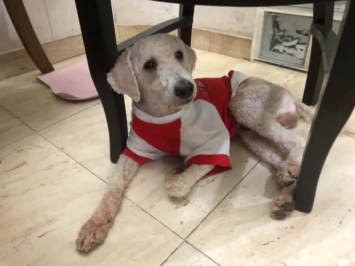 Cachorro ra a Poodle  idade 1 ano nome Billy