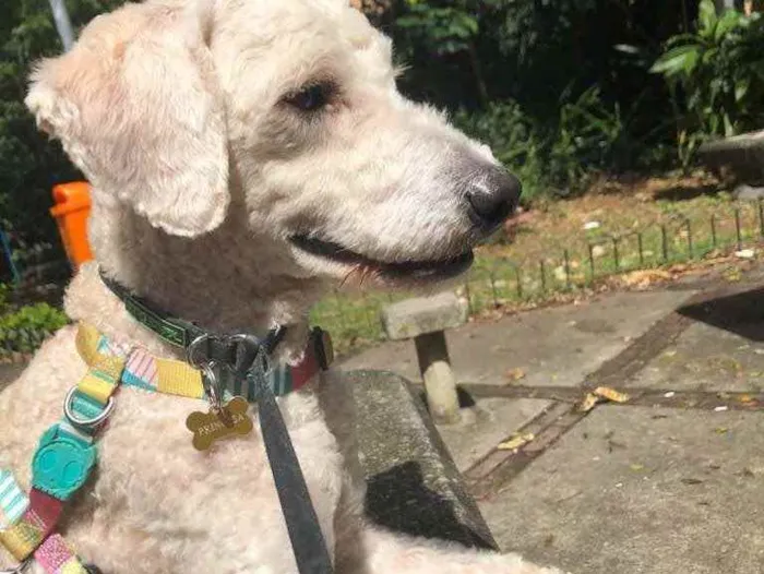 Cachorro ra a Poodle  idade 1 ano nome Billy