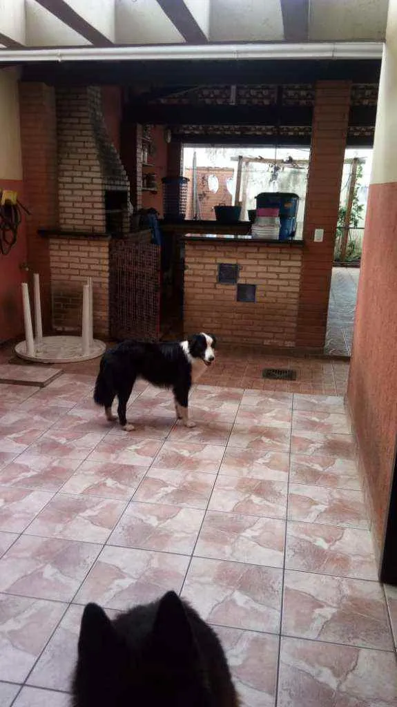 Cachorro raça Border Collie idade 2 anos nome Sky