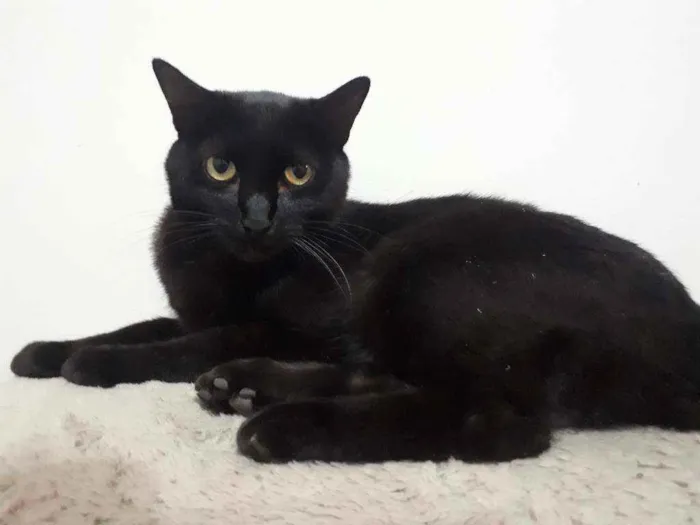Gato ra a S/Raça  idade 6 ou mais anos nome Pitty