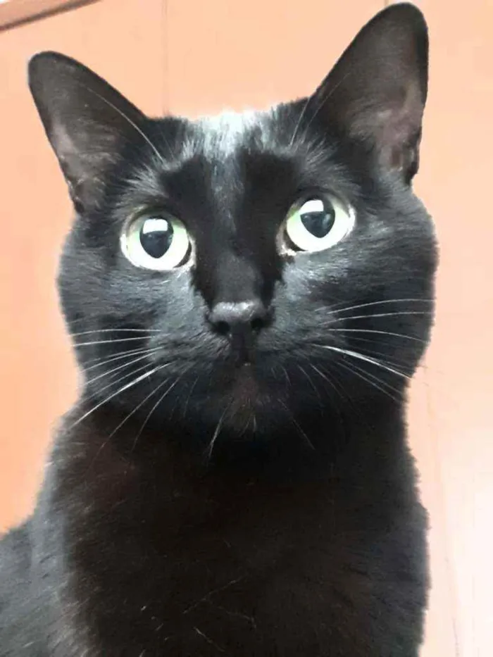 Gato ra a S/Raça  idade 6 ou mais anos nome Pitty