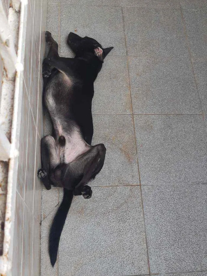 Cachorro ra a Srd idade 1 ano nome Nego