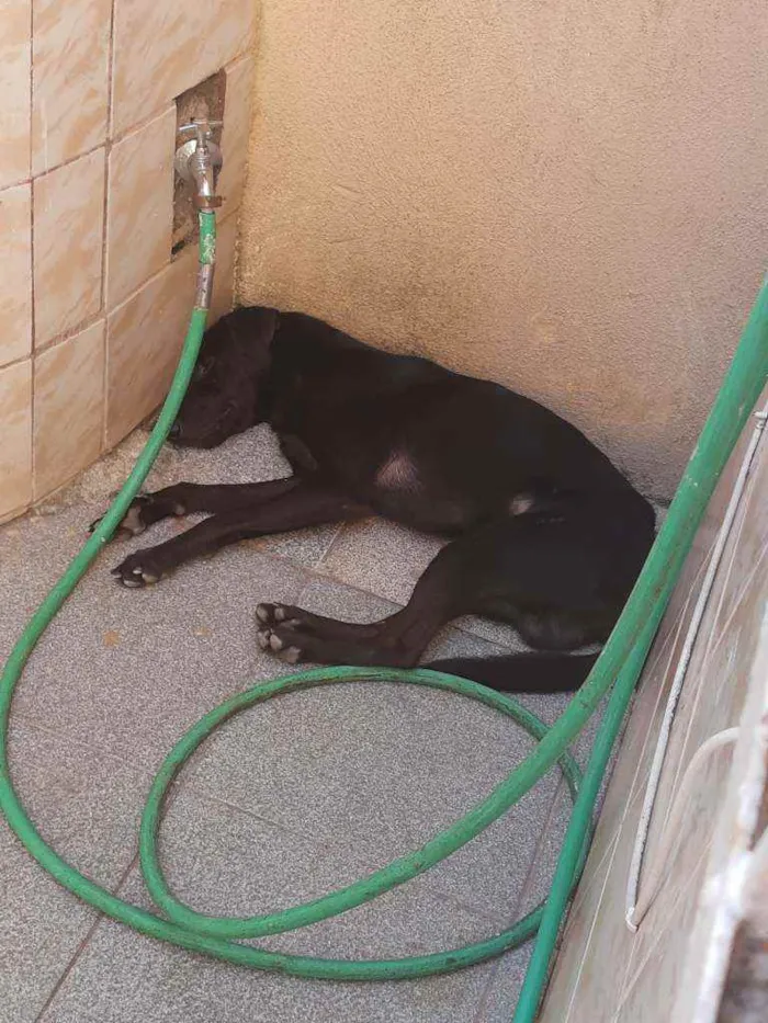 Cachorro ra a Srd idade 1 ano nome Nego
