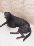 Nego