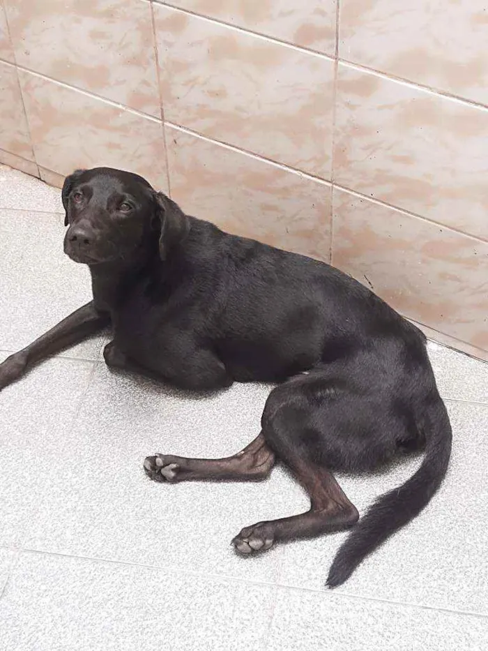 Cachorro ra a Srd idade 1 ano nome Nego